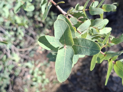 Rough-leaved Ghost Gum