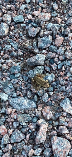 Wood Frog