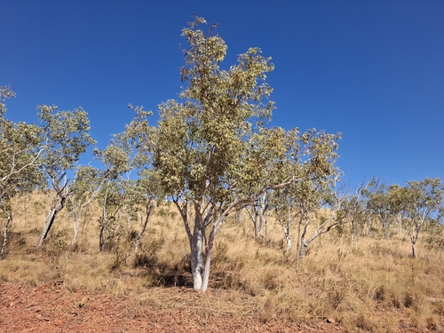 Northern White Gum