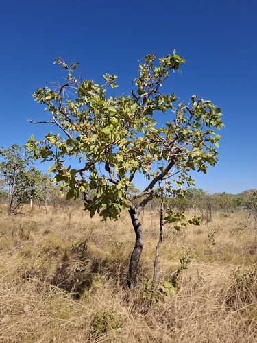 Scraggy Bloodwood