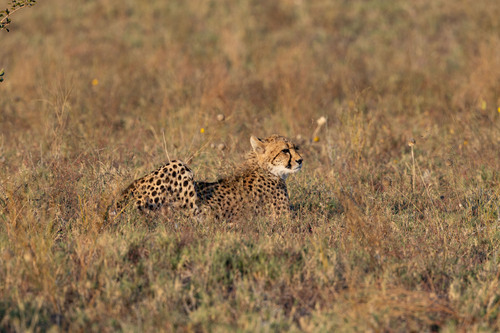 Southern and Eastern African Cheetah