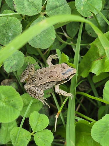 Wood Frog