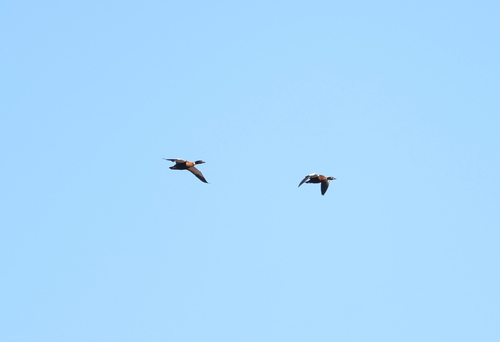 Australian Shelduck