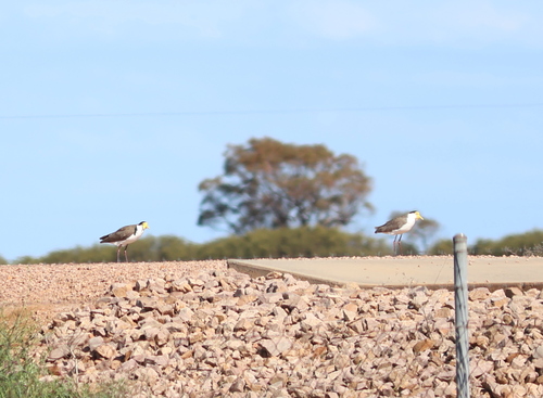 Masked Lapwing