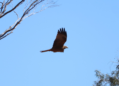 Black Kite