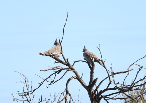 Crested Pigeon