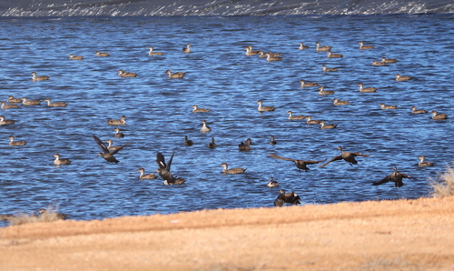 Grey Teal