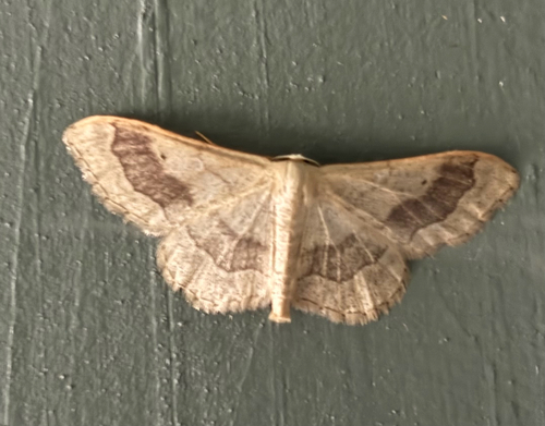 Riband Wave