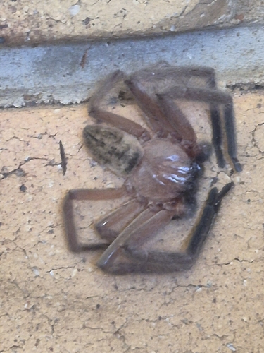 Social Huntsman Spider