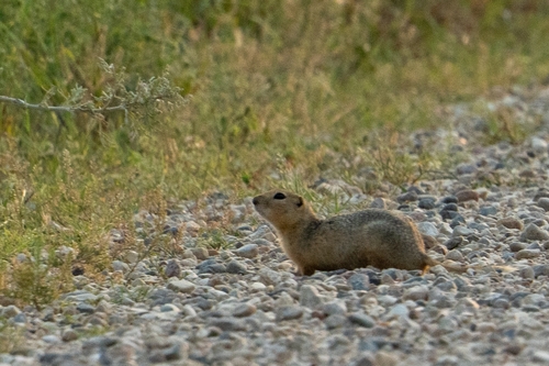 Richardson's Ground Squirrel