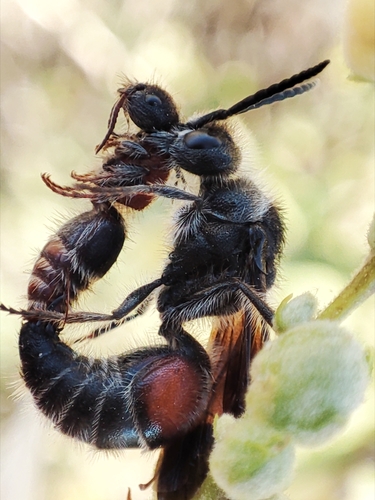 Tropidotilla litoralis