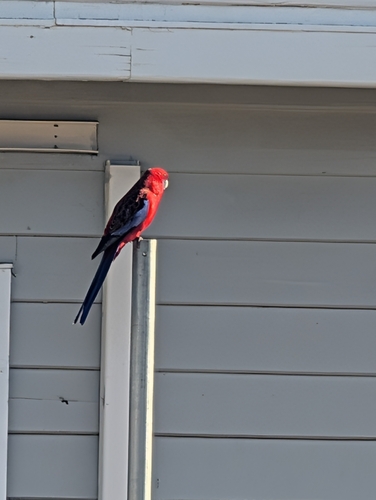 Crimson Rosella