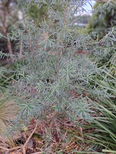 Tree Everlasting
