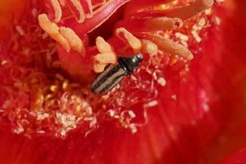 Acmaeodera quadrivittatoides