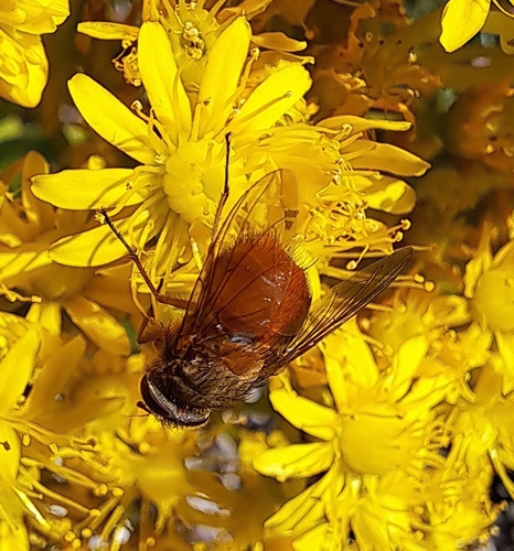 Calliphora ochracea
