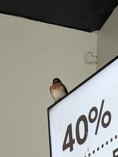 Welcome Swallow