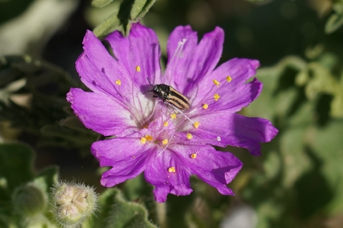 Acmaeodera quadrivittatoides