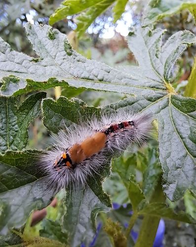 Painted apple moth