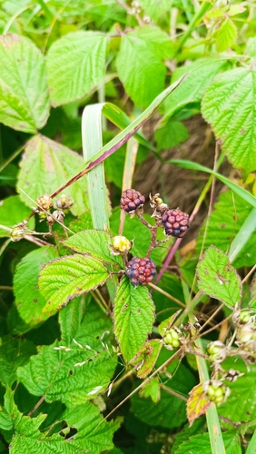 European dewberry