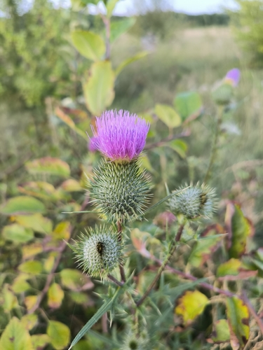 Bull Thistle