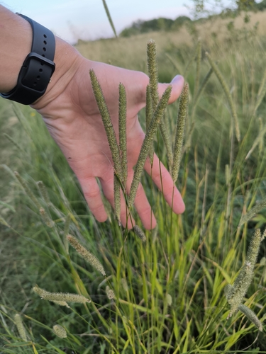 Timothy grass