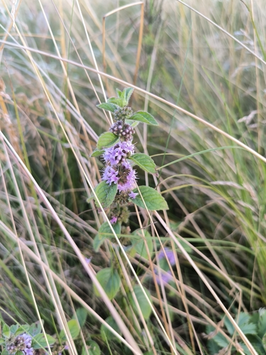 corn mint