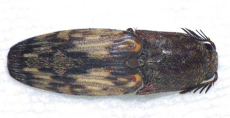 Pherhimius