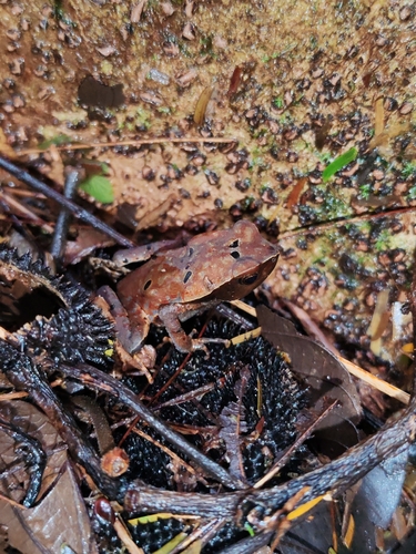 Leaf Litter Toad
