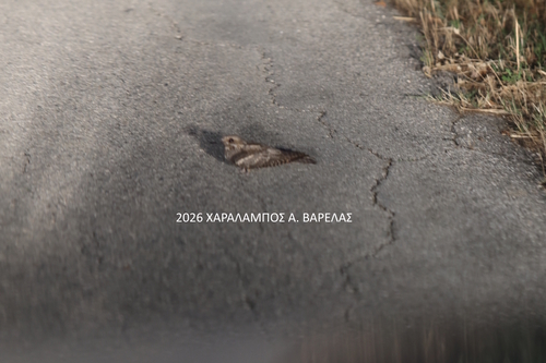 Eurasian Nightjar