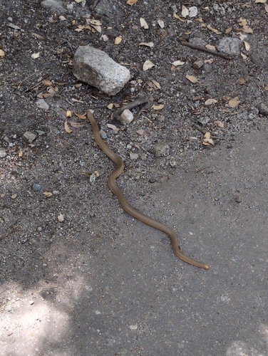 iNaturalist observation photo of Northern Rubber Boa