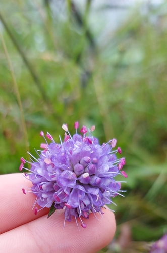 Devil's-bit Scabious