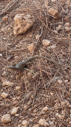 Filfola Lizard