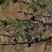 Acacia drepanolobium