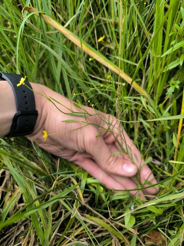 Lesser Spearwort