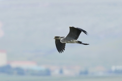 Eastern Grey Heron