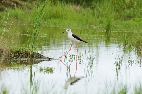 Black-winged Stilt