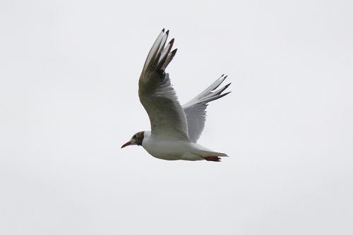 Black-headed Gull