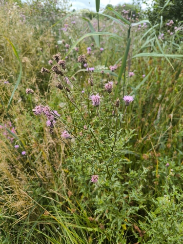 creeping thistle