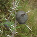 Acacia drepanolobium