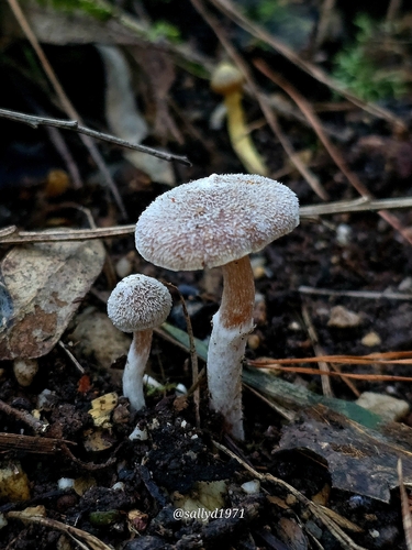 Cortinarius fibrillosus