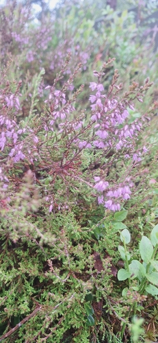 common heather