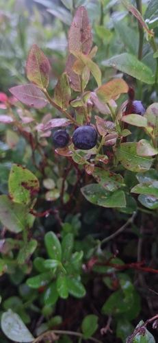 common bilberry