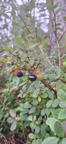 bog bilberry