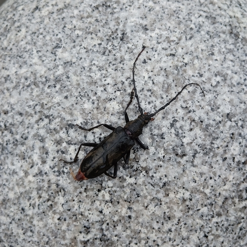Neocerambyx raddei