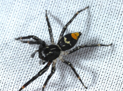 Golden-tailed Jumping Spider