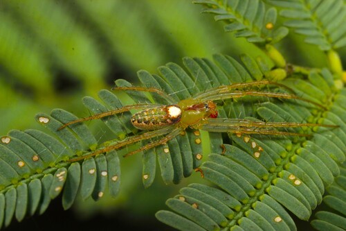 Slender Green Orbweaver