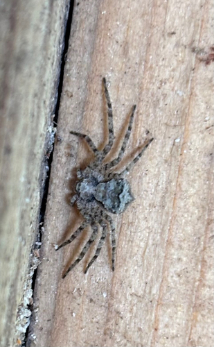 Philodromus poecilus