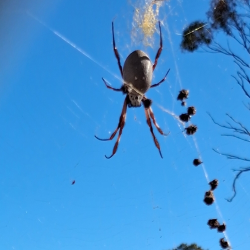 Australian Golden Orbweaver