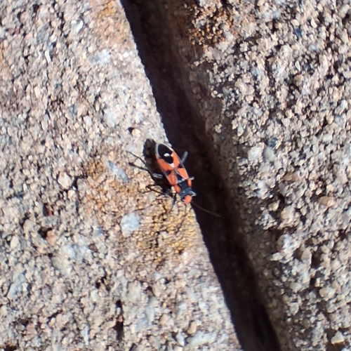 Melanerythrus mactans