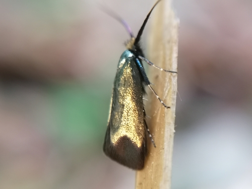 Green Longhorn Moth